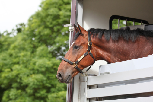 Protégez vos chevaux durant son transport