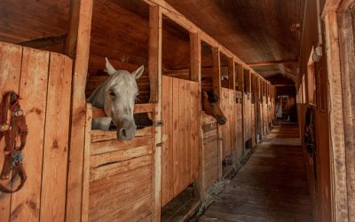 Hébergement d’un cheval : tout ce qu’il faut savoir