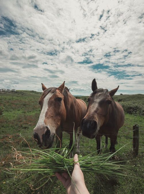 Ce que vous devez s’avoir sur l’alimentation du cheval