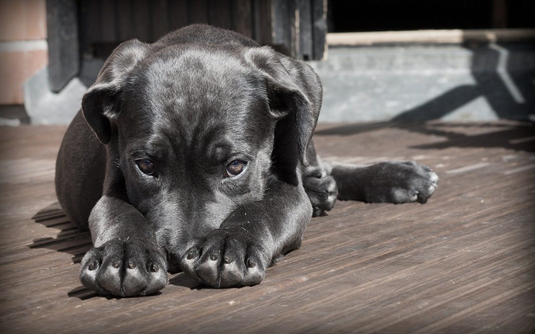 Adopter un chiot, comment en prendre soin ?