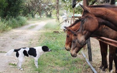 Quel chien adopter lorsque l’on a un cheval ?
