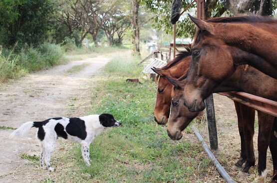 cheval-chien