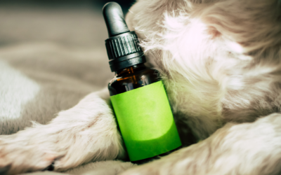 Quels traitements naturels pour améliorer la santé des animaux ?