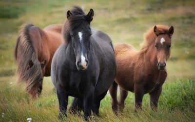 Quelques meilleurs blogs de chevaux