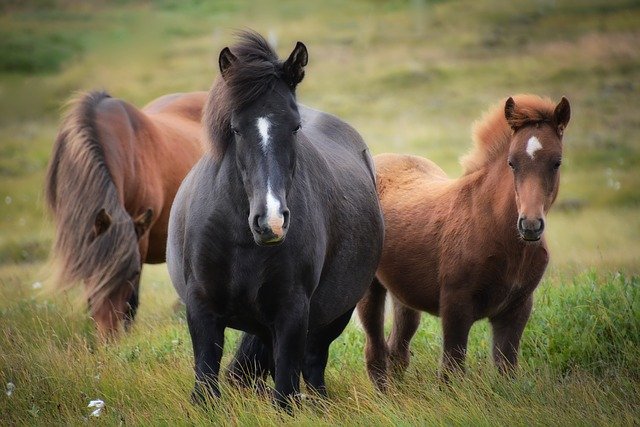 Quelques meilleurs blogs de chevaux