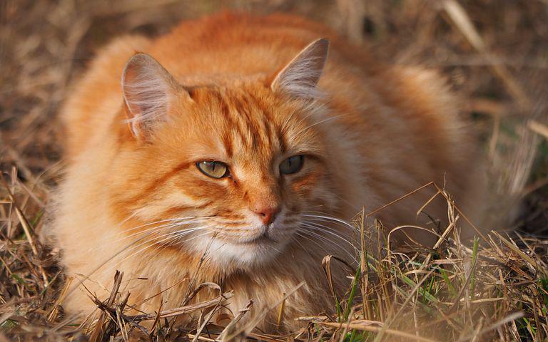 Tout savoir sur le chat de couleur rousse