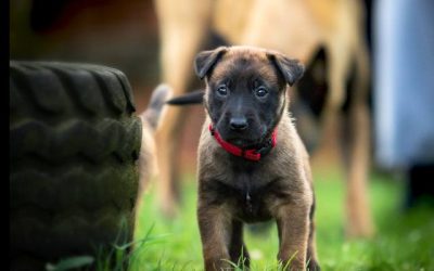 Conseils pour le dressage d’un chiot malinois.