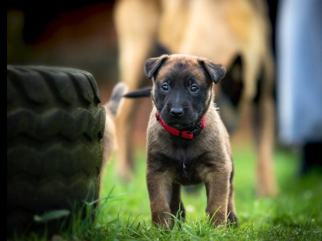 Conseils pour le dressage d’un chiot malinois.