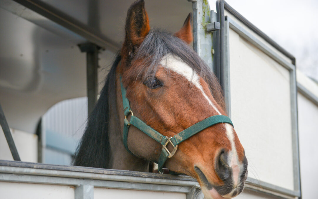 Comment transporter ses chevaux en toute securite ?