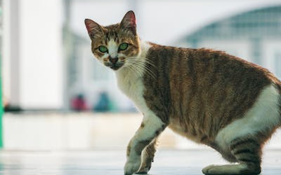 Chat : comment limiter les couts des soins veterinaires ?