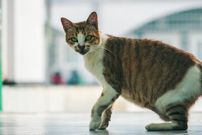 Chat : comment limiter les couts des soins veterinaires ?