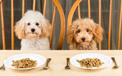 Comment choisir les meilleures croquettes pour votre chien : guide complet