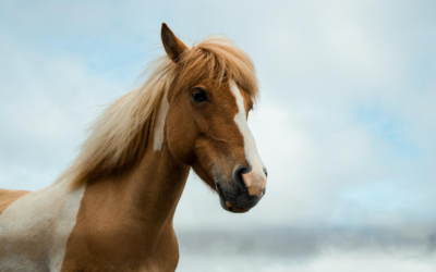 Équitation : où trouver son matériel neuf et d’occasion ?