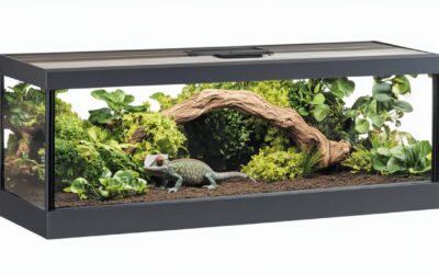 Le terrarium 120x60x60 : l’habitat ideal pour votre dragon barbu