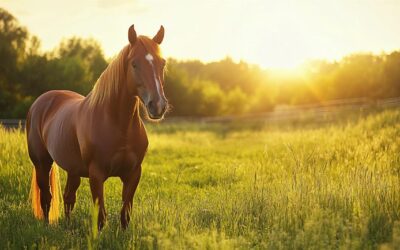 Pourquoi choisir les CMV Mila Moka pour la santé de votre cheval